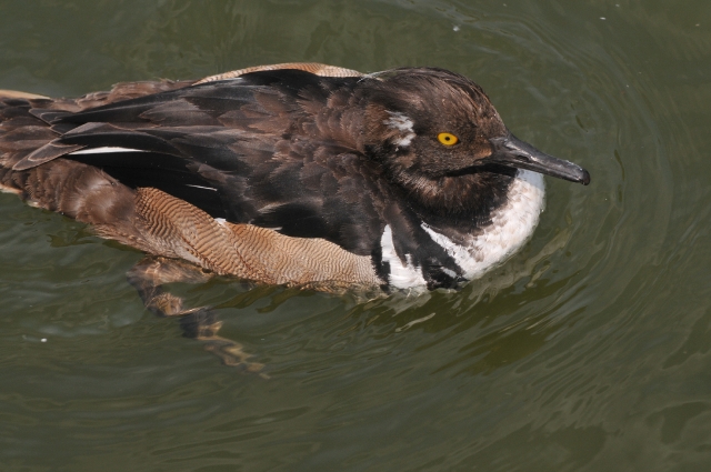 hooded mergansers. merganser-2.JPG - HOODED MERGANSER - RADIPOLE, DORSET - 3.6.09